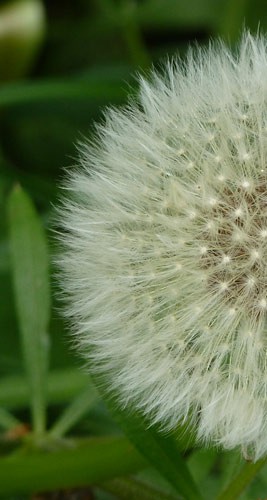 pusteblume